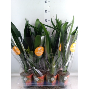 Clivia miniata