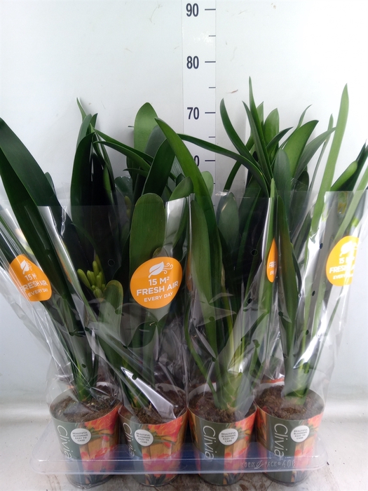 <h4>Clivia miniata</h4>