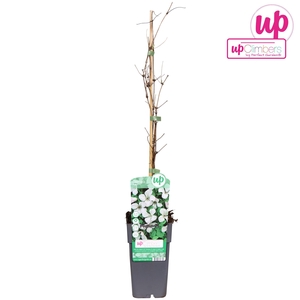 Clematis vitalba P15