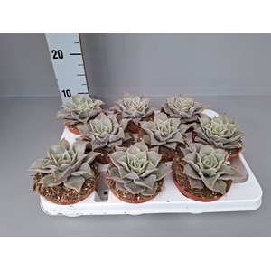 Echeveria   ...