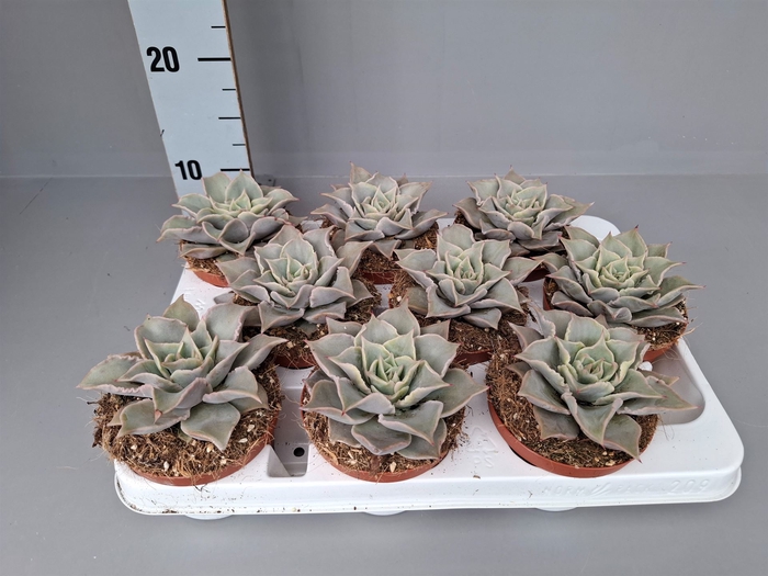 <h4>Echeveria   ...</h4>