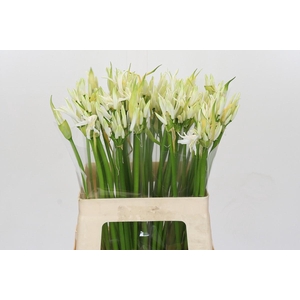 Nerine Like A Virgin