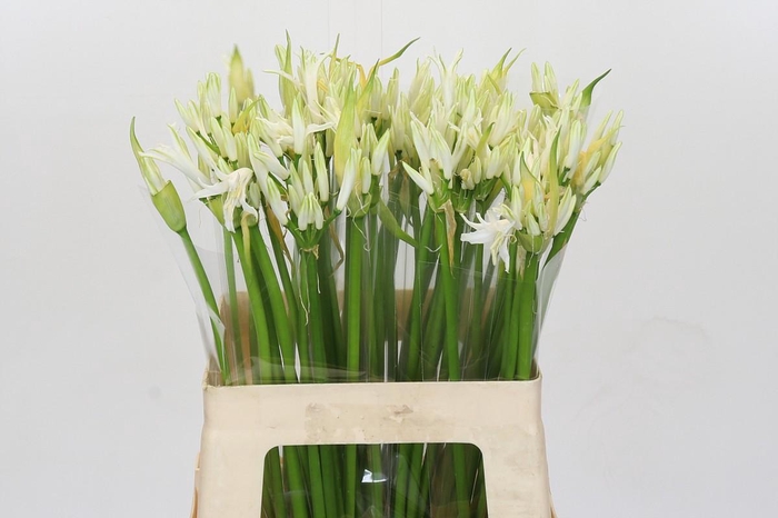 Nerine Like A Virgin