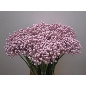 Allium Zaadbollen Licht Rose