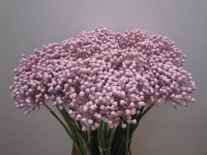 <h4>Allium Zaadbollen Licht Rose</h4>