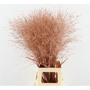 Gras Panic Warrior Copper