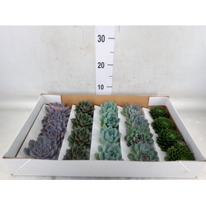 Echeveria   ...mix