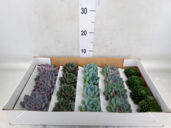 <h4>Echeveria   ...mix</h4>