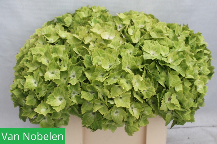 <h4>HYDR M MAG NOBLESSE</h4>