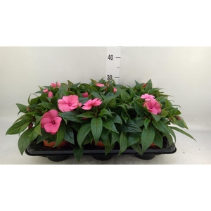 Impatiens NG 'ColPow Coral Flame'