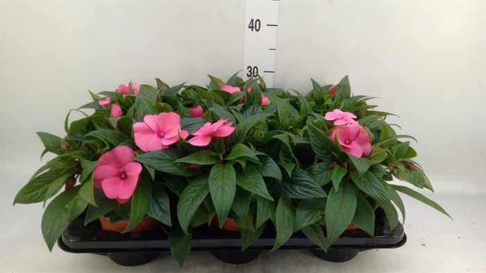 <h4>Impatiens NG 'ColPow Coral Flame'</h4>