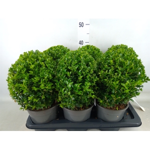 Buxus semp.   ...
