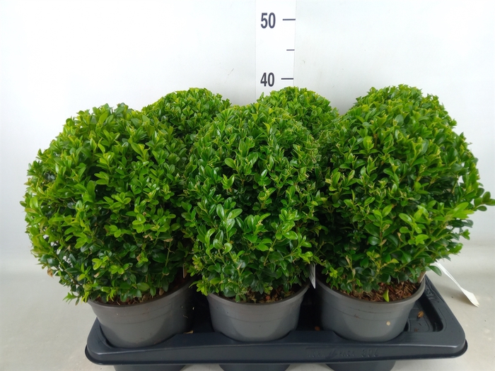<h4>Buxus semp.   ...</h4>