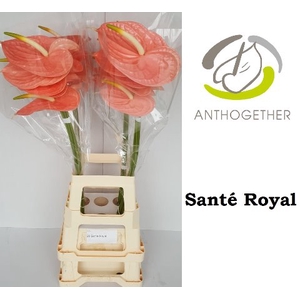 ANTH A SANTE ROYAL 20 XXL