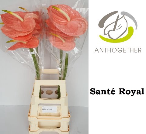 ANTH A SANTE ROYAL 20 XXL