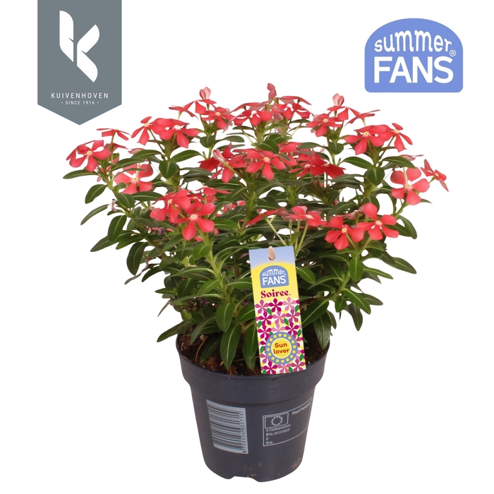 <h4>Catharanthus Soiree® Cherise Red</h4>