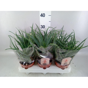 Aloe arborescens