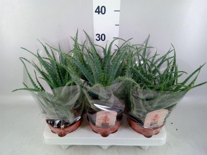 <h4>Aloe arborescens</h4>