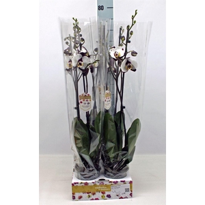 Phalaenopsis  'FC Polka Dots'