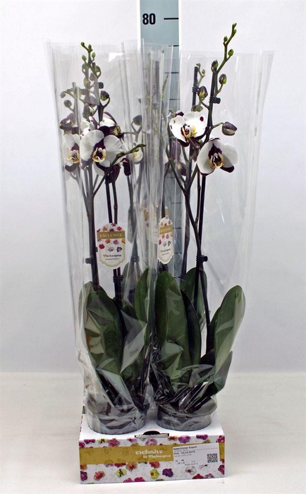 <h4>Phalaenopsis  'FC Polka Dots'</h4>