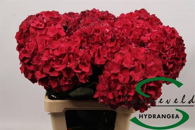 <h4>HYDR M MAG RUBYRED</h4>
