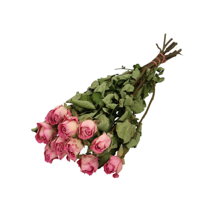 <h4>Dried flowers Rose 50cm x10</h4>