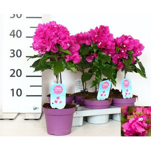 BOUGAINV VERA D P IM