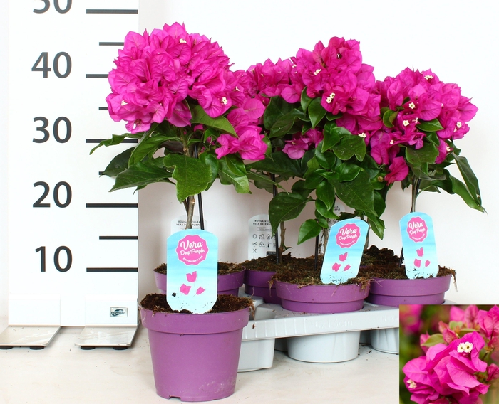 <h4>BOUGAINV VERA D P IM</h4>