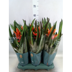 Aechmea  'Pepita Elegant Flames'