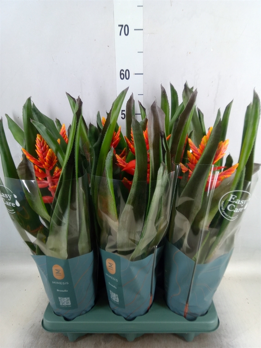 <h4>Aechmea  'Pepita Elegant Flames'</h4>