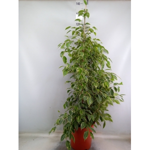 Ficus benja. 'Golden King'