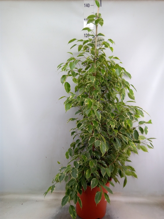 <h4>Ficus benja. 'Golden King'</h4>
