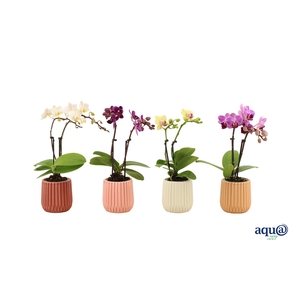 Ruby Mix Tiny Dolls Mix 2T10+ Aqu@