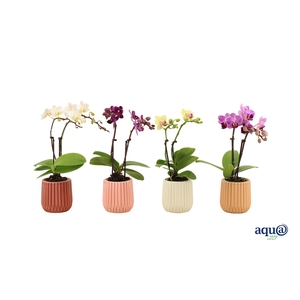 Ruby Mix Tiny Dolls Mix 2T10+ Aqu@