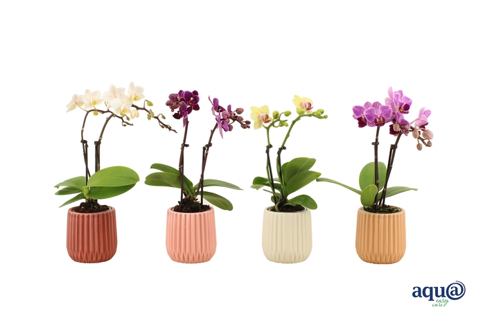 <h4>Ruby Mix Tiny Dolls Mix 2T10+ Aqu@</h4>