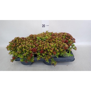 Sedum spurium 'Spot on deep Rose'