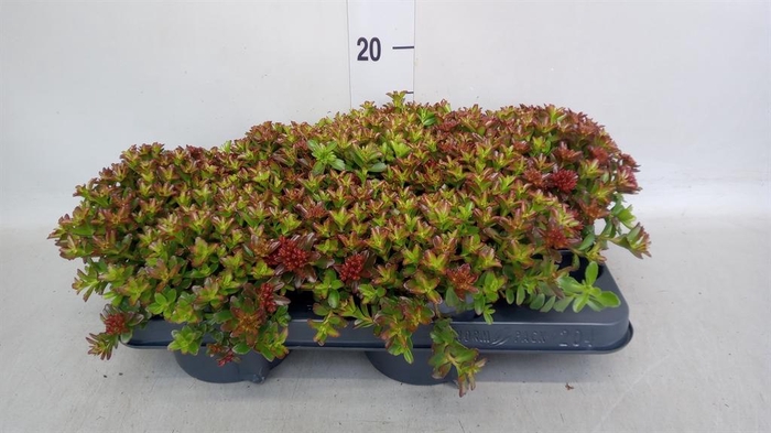 <h4>Sedum spurium 'Spot on deep Rose'</h4>