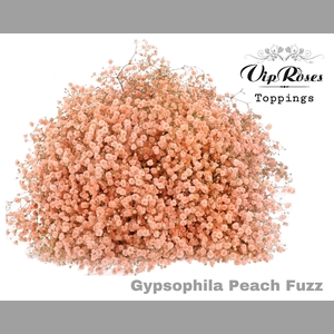 GYPS PA PEACH FUZZ