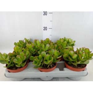 Crassula ovata