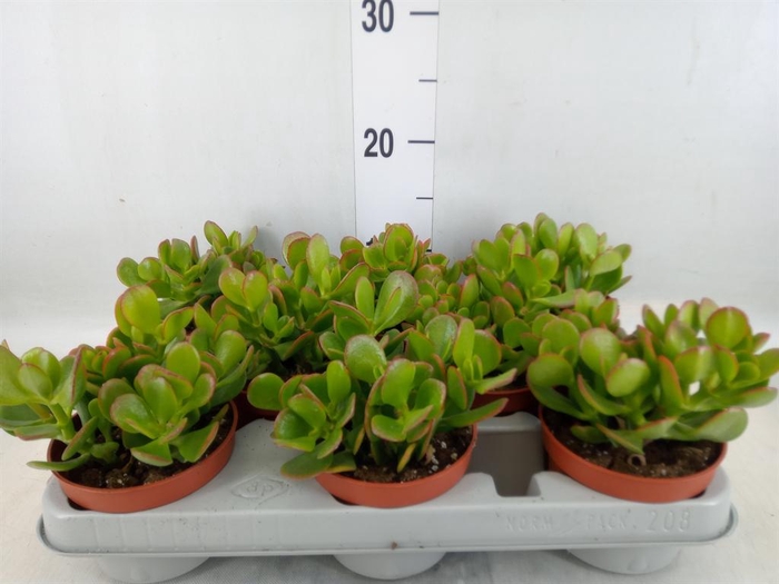 <h4>Crassula ovata</h4>