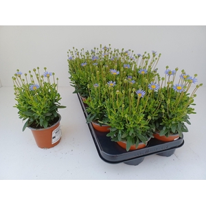 FELI AM FELICIT BLUE