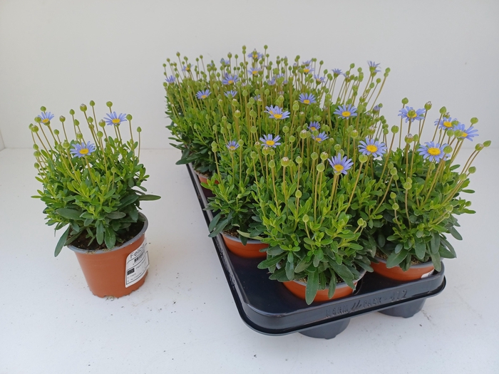 <h4>FELI AM FELICIT BLUE</h4>