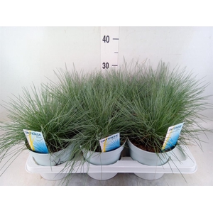 Festuca glauca 'Intens Blue'