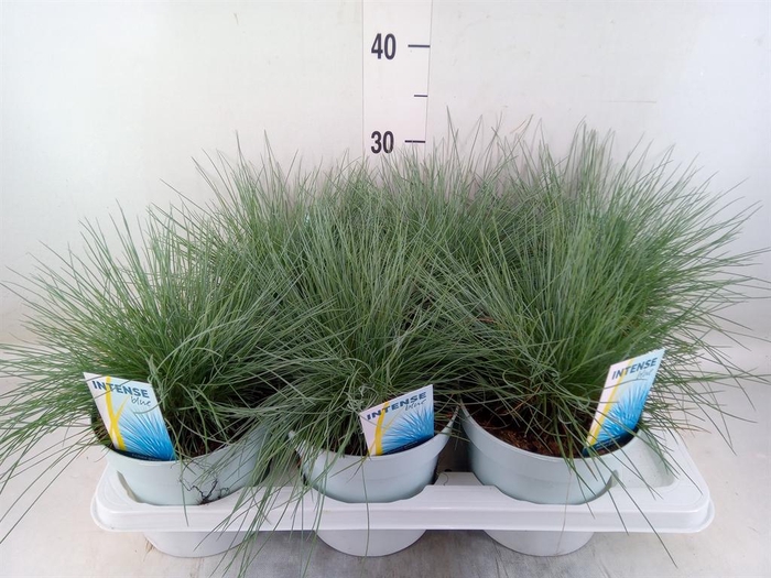 <h4>Festuca glauca 'Intens Blue'</h4>
