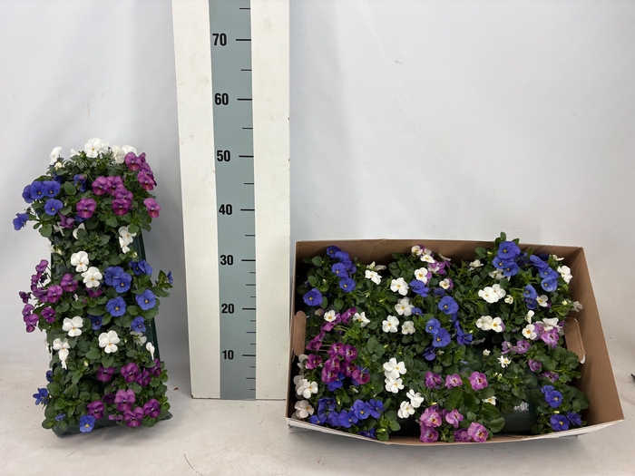 <h4>VIO CORNUTA</h4>