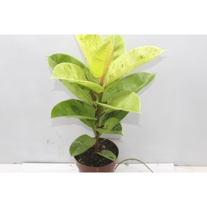 FICUS ELASTICA SHIVEREANA MOONSHINE P17
