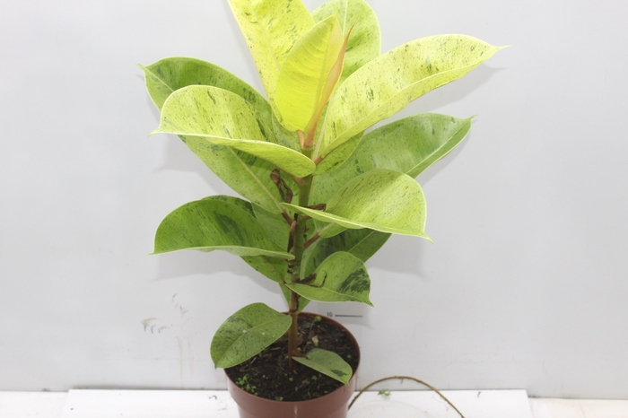 <h4>FICUS ELASTICA SHIVEREANA MOONSHINE P17</h4>