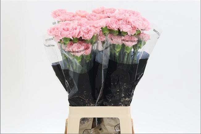 <h4>Di St Doncel</h4>