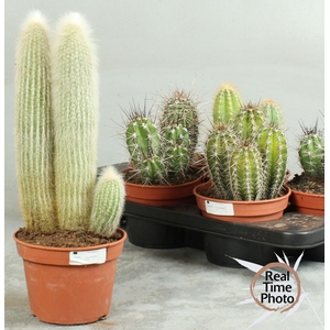 CACTUS OV