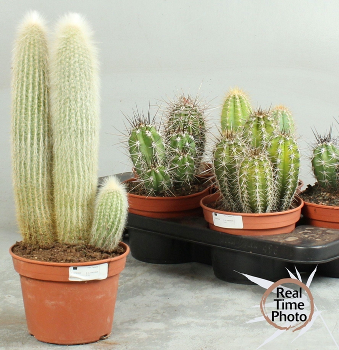 <h4>CACTUS OV</h4>